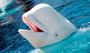 Ballena blanca o beluga
