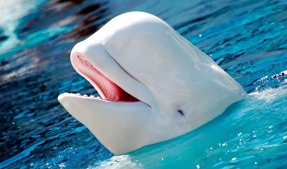 Ballena blanca o beluga