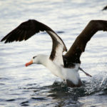 Albatros ave exótica