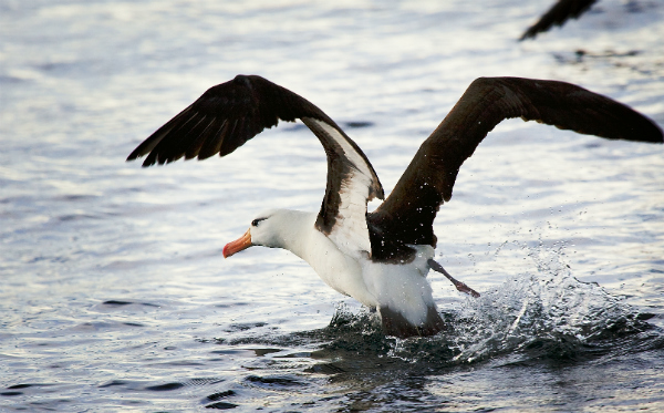 Albatros ave exótica