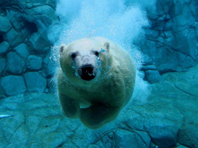 Oso Polar bajo el agua