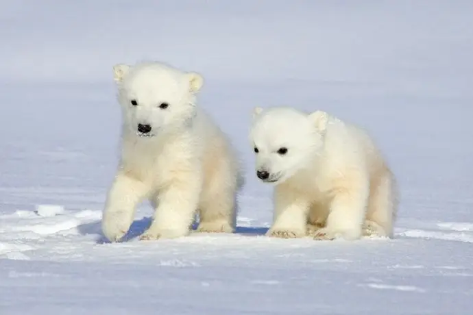 Oseznos oso polar