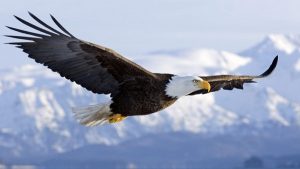 Águila Calva o Águila Americana