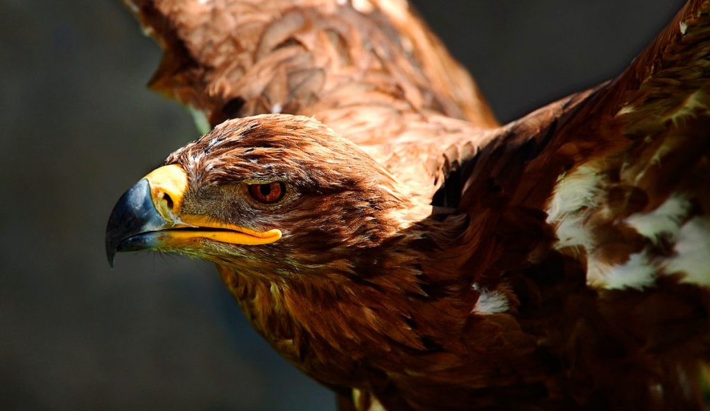 Águila real o águila caudal