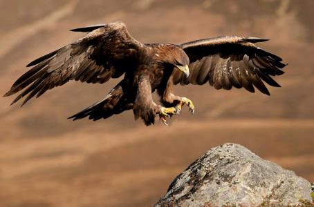 Aguila real volando
