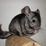 La chinchilla