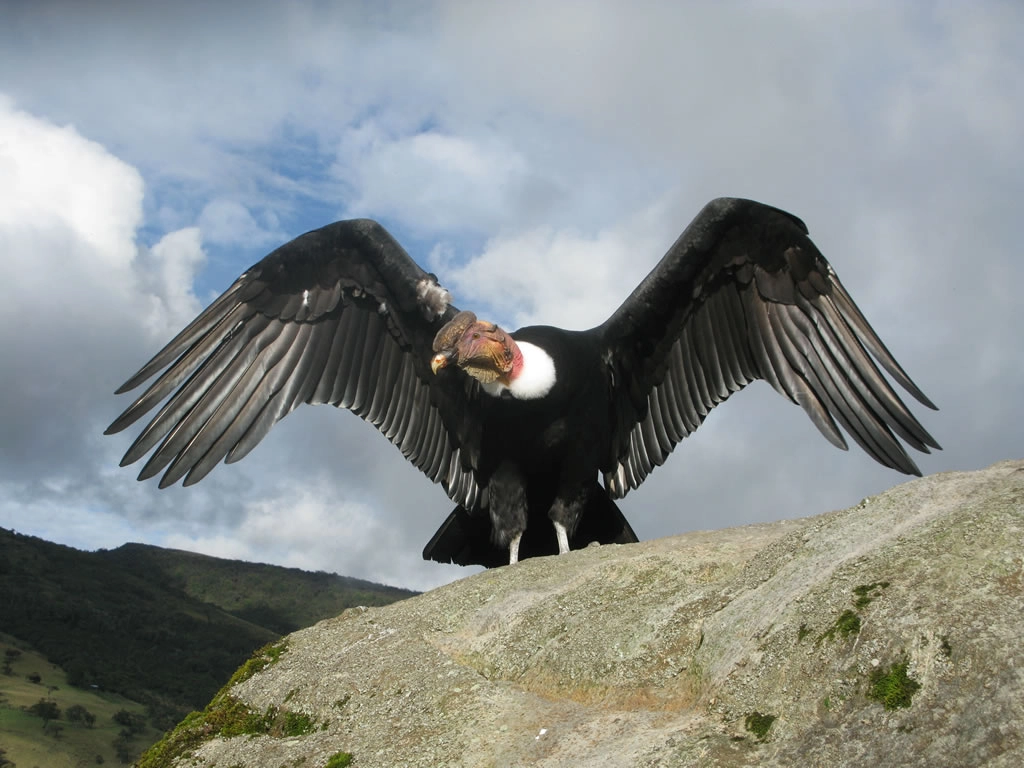 El «Cóndor de los Andes» o «Cóndor Andino» es una grandiosa ave que destaca por su gran tamaño y por volar en las alturas de la majestuosa Cordillera de los Andes.