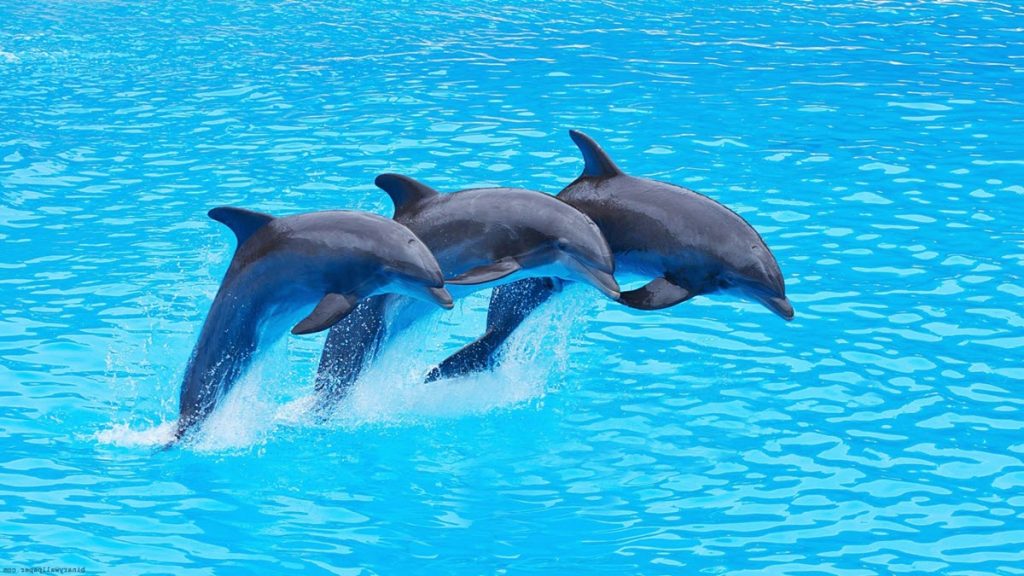 Los Delfines