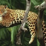 El Jaguar o Yaguar