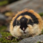 Lemming de bosque o Lemino