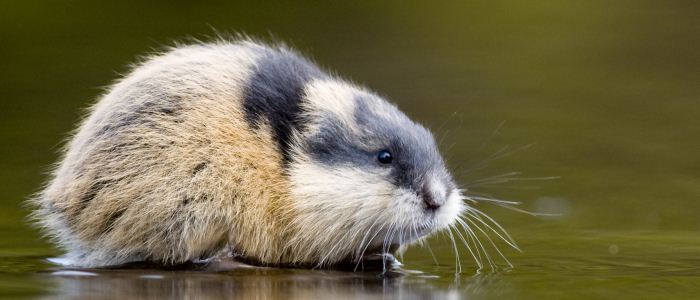 Conoce a los lemmings: animales suicidas, #Lo más visto en redes, Noticias, TVP