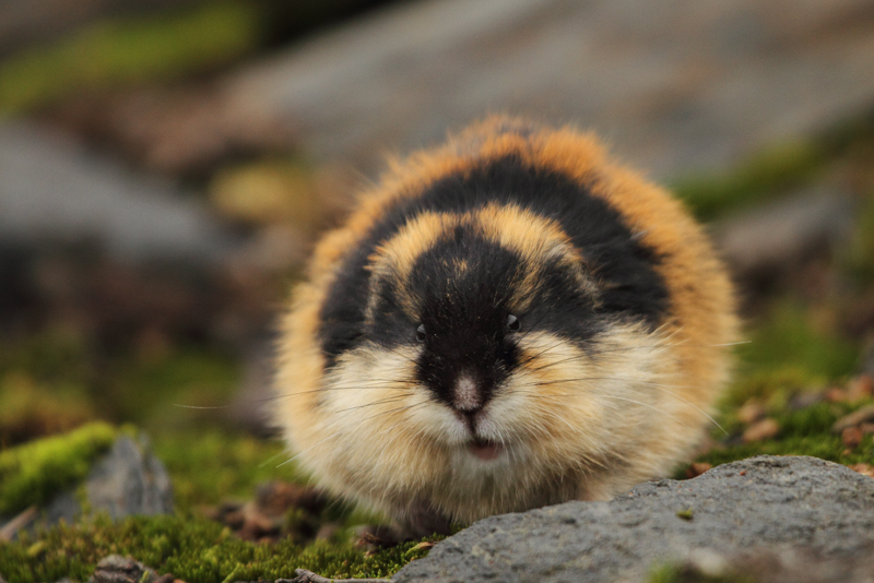 Conoce a los lemmings: animales suicidas, #Lo más visto en redes, Noticias, TVP