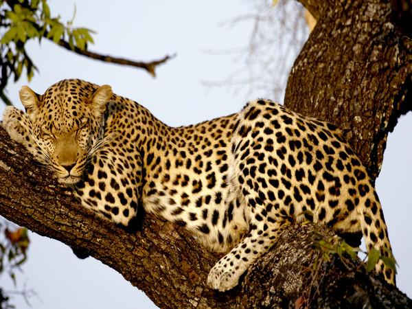 Leopardo sobre un árbol