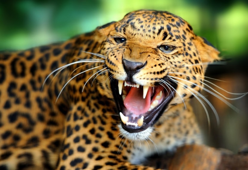 El Leopardo