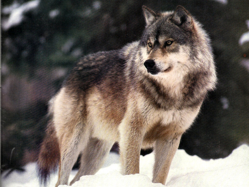 Lobo gris o lobo común