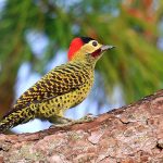 Pajaro carpintero andino ave exótica