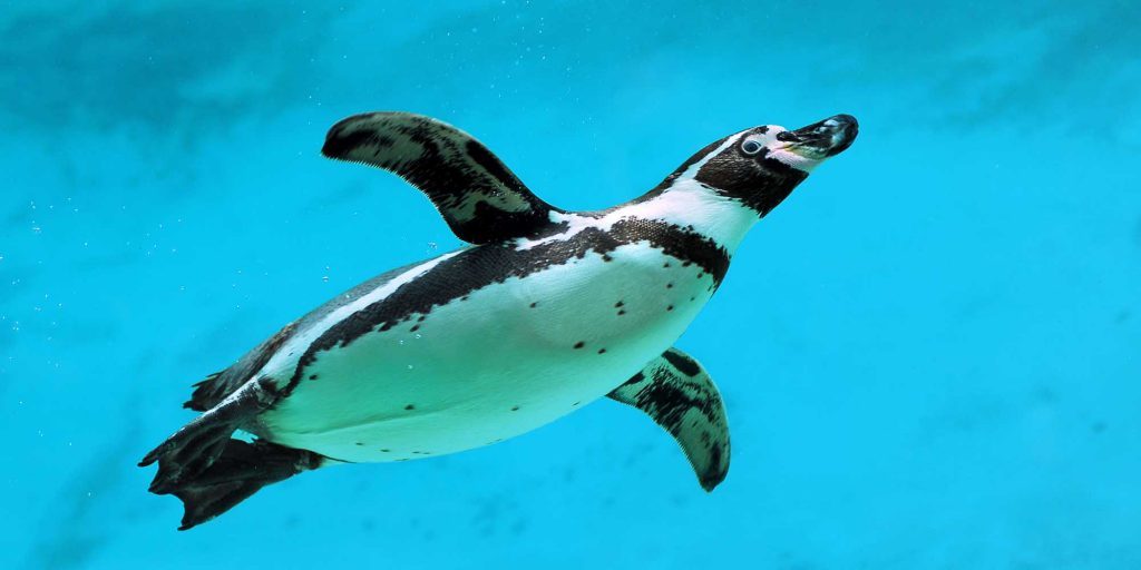 Pingüino barriga