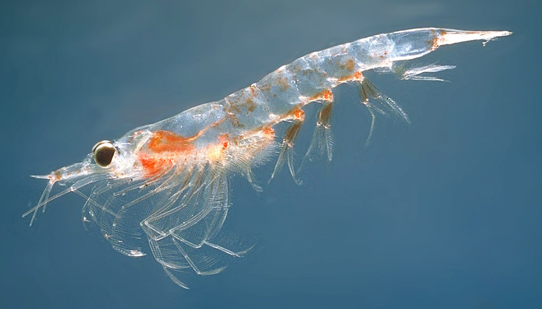 Krill transparente