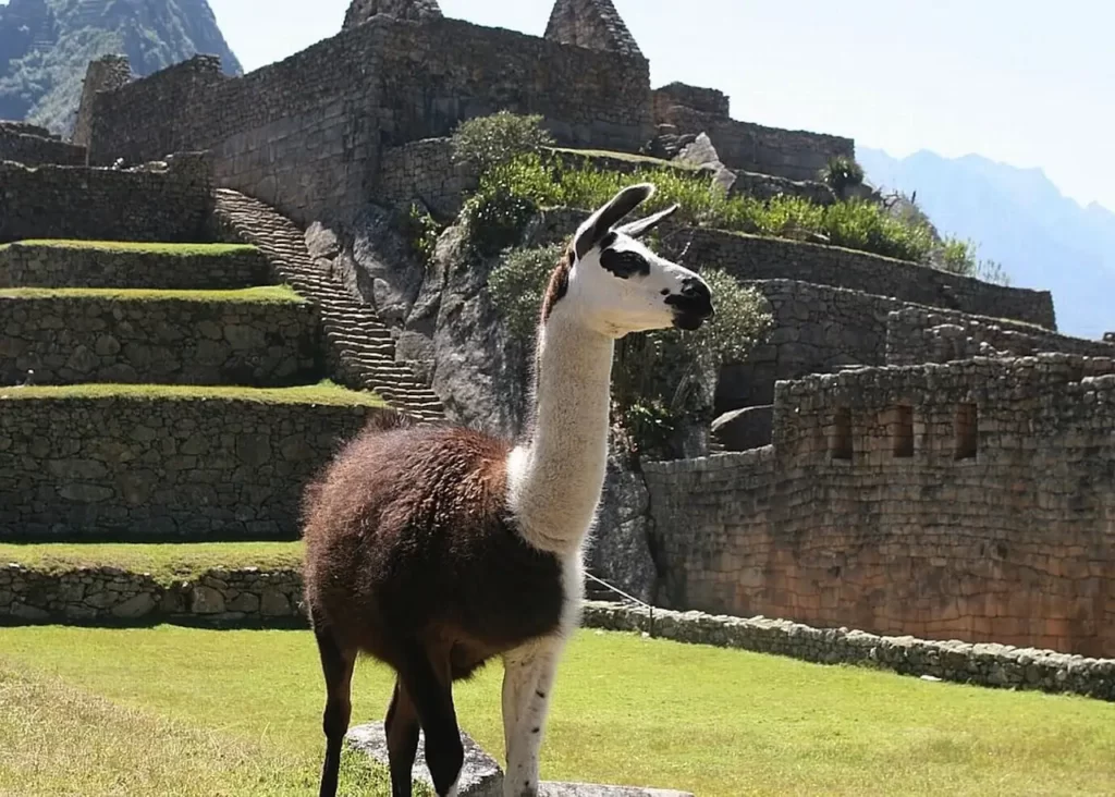 Llama en el Machu Picchu.