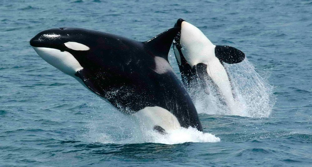 La orca o ballena asesina