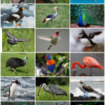 Aves