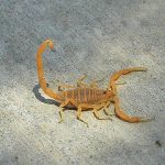 Escorpión Corteza de Arizona