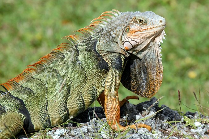 Reptil Rinocefalo