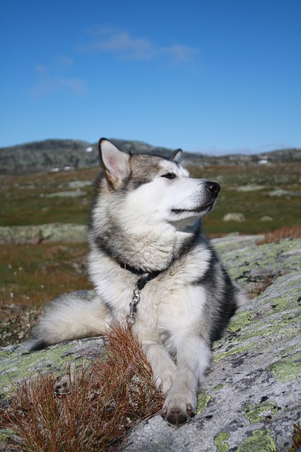 puede un malamute de alaska vivir en groenlandia