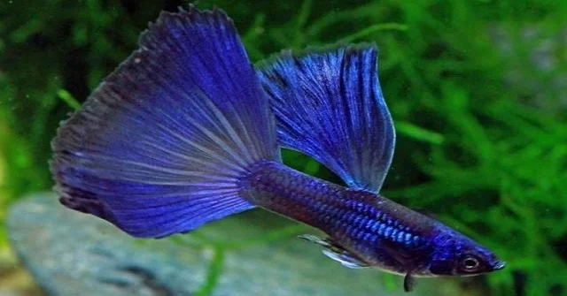 Guppy Moscow
