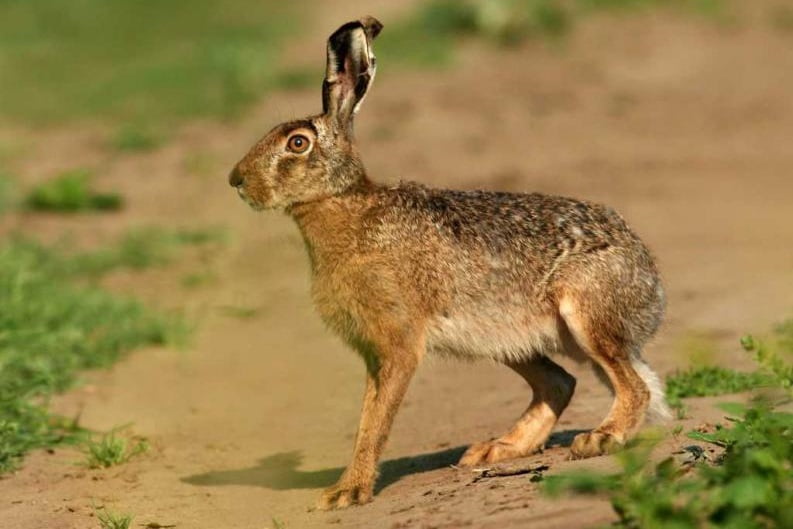 Diferencia entre liebre y conejo