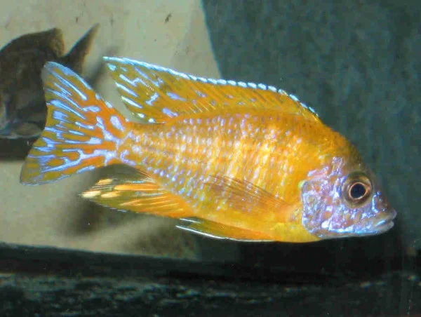 Aulonocara amarillo y blanco