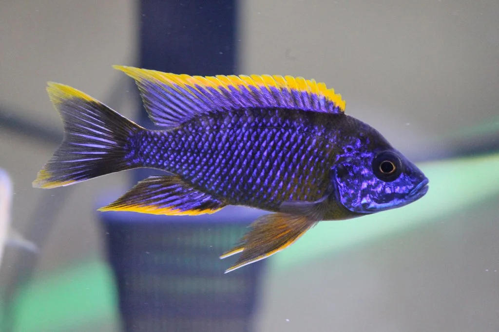 Aulonocara violeta metalizado y amarillo