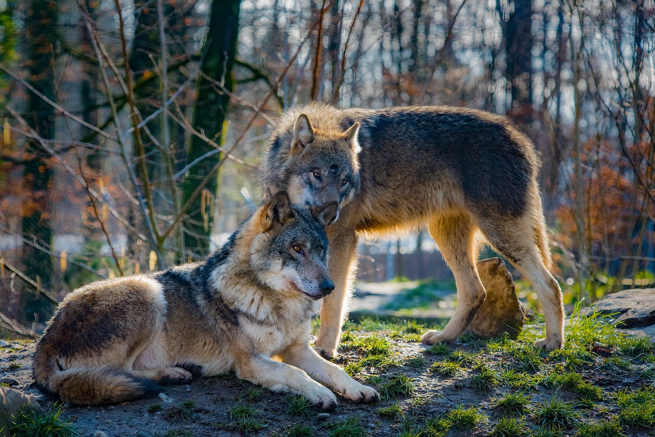 los-lobos-por-qu-a-llan-cu-l-es-su-jerarqu-a