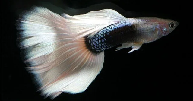 Guppy Half negro y blanco