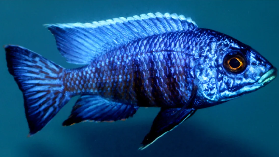 Los aulonocara (azul)