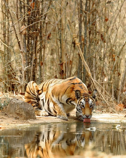 Tigre en su hábitat