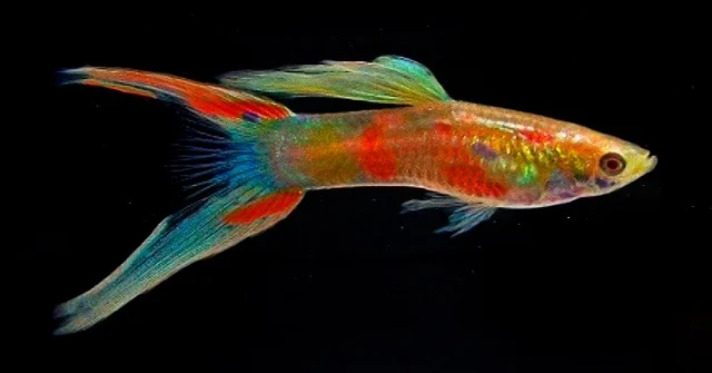pez guppy