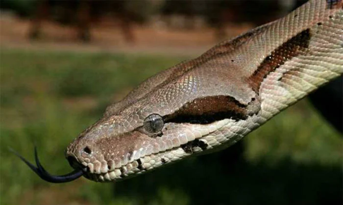 Serpiente mostrando la lengua
