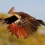 Hoacín Volando