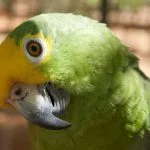 Loro cariamarillo del amazonas