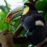 Pico colorido del Tucán