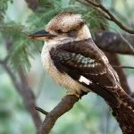 Kookaburra
