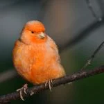 Canarios