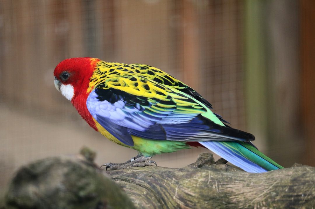 Las Aves ExÓticas Más Hermosas Llamativas Y Coloridas 🐦 7354