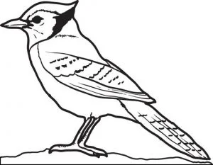 Pájaro carpintero para dibujar