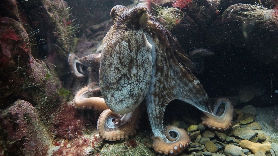 Octopus (pulpo)