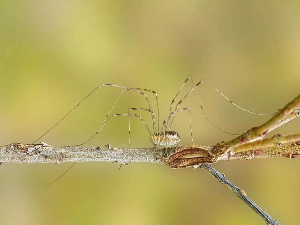 El arácnido de 8 patas que puede amputarse una