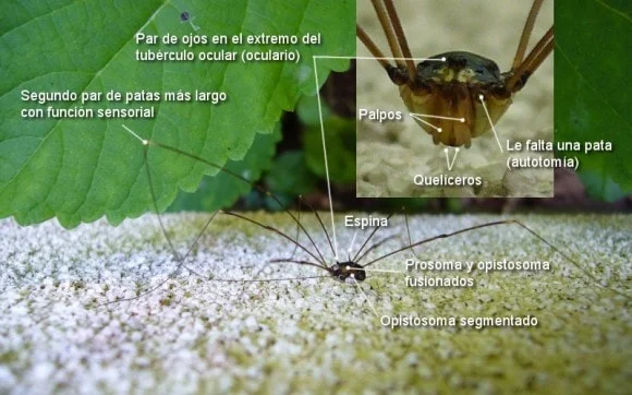 las partes del opilión