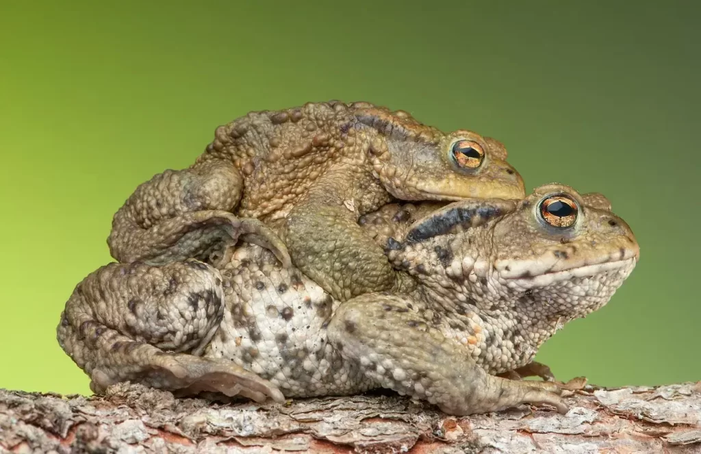 El abrazo nupcial o amplexo ocurre cuando el macho se  monta sobre la hembra y la abraza fuertemente, estimulando la liberación de los huevos.