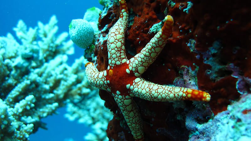 Cómo se alimenta una estrella de mar 